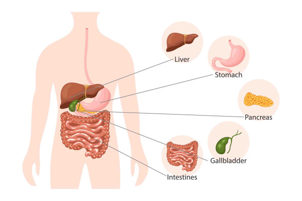 Illustration of the anatomy of the digestive system — the liver, stomach, pancreas, gallbladder and intestines (bowel).