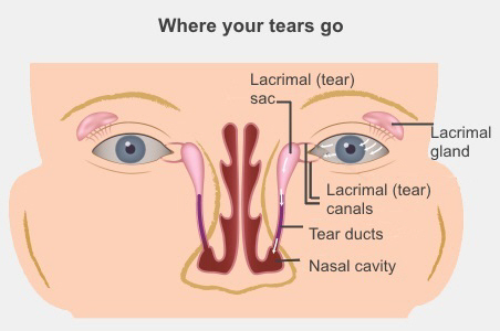 Medical illustration of the tear ducts and eye glands.